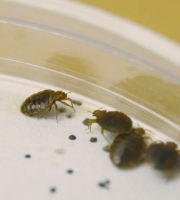 bedbug_8_manhattan_exterminator